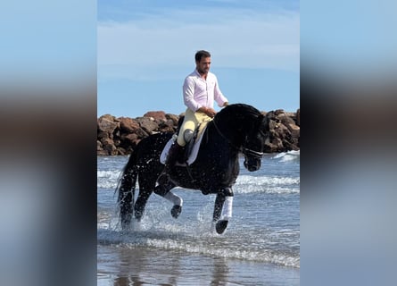 PRE Mix, Hengst, 5 Jahre, 162 cm, Rappe