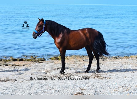 PRE Mix, Hengst, 5 Jahre, 163 cm, Brauner