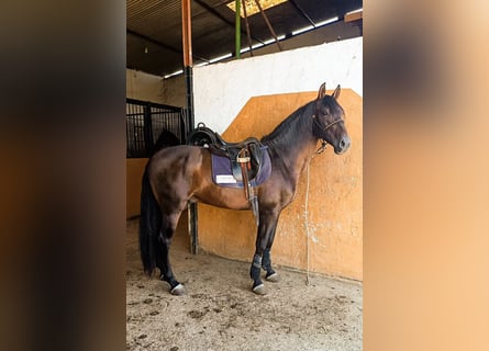 PRE Mix, Hengst, 5 Jahre, 163 cm, Brauner