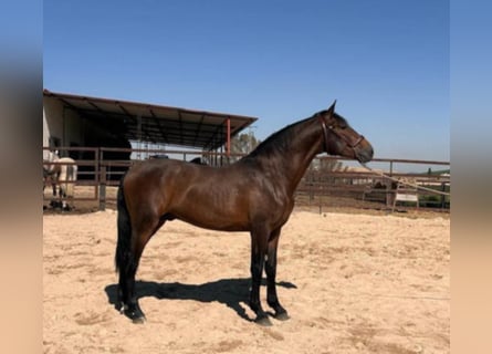 PRE Mix, Hengst, 5 Jahre, 163 cm, Brauner