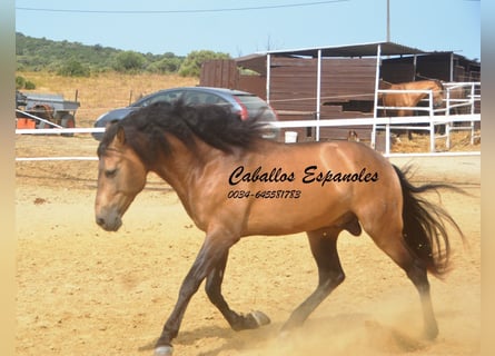 PRE, Hengst, 5 Jahre, 163 cm, Buckskin