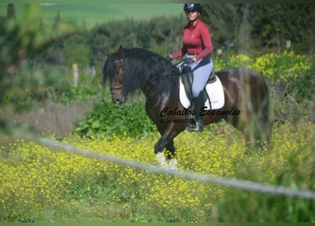 PRE Mix, Hengst, 5 Jahre, 163 cm, Dunkelbrauner