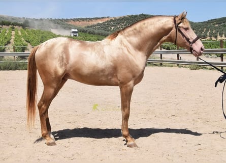 PRE, Hengst, 5 Jahre, 163 cm, Pearl