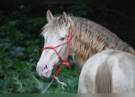 PRE, Hengst, 5 Jahre, 163 cm, Pearl