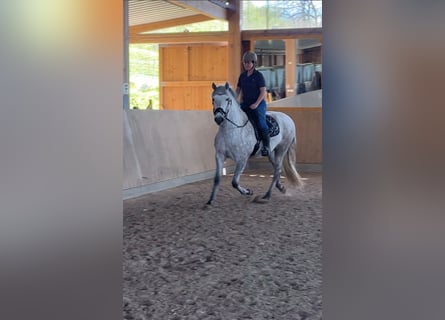 PRE, Hengst, 5 Jahre, 163 cm, Schimmel