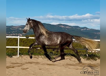 PRE, Hengst, 5 Jahre, 163 cm, Schimmel