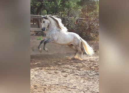 PRE, Hengst, 5 Jahre, 164 cm, Apfelschimmel