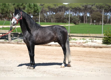 PRE Mix, Hengst, 5 Jahre, 164 cm, Apfelschimmel