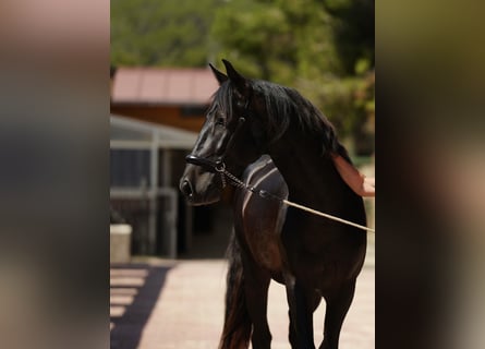 PRE, Hengst, 5 Jahre, 164 cm, Brauner