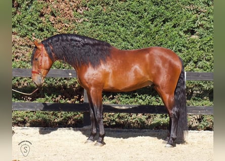 PRE, Hengst, 5 Jahre, 164 cm, Brauner