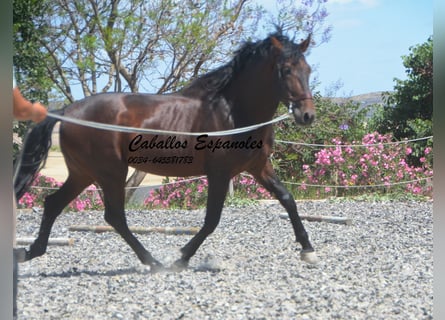 PRE Mix, Hengst, 5 Jahre, 164 cm, Brauner