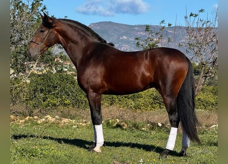 PRE Mix, Hengst, 5 Jahre, 164 cm, Dunkelbrauner