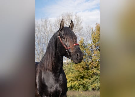 PRE Mix, Hengst, 5 Jahre, 164 cm, Rappe