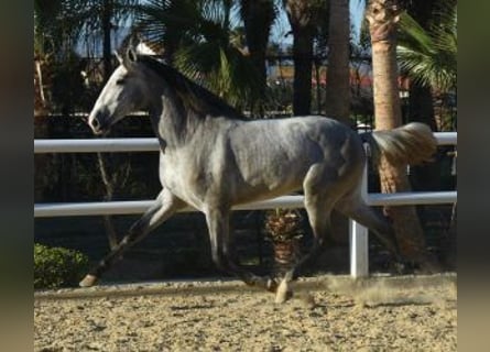 PRE Mix, Hengst, 5 Jahre, 164 cm, Schimmel
