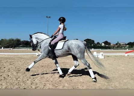 PRE Mix, Hengst, 5 Jahre, 165 cm, Apfelschimmel