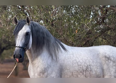 PRE Mix, Hengst, 5 Jahre, 165 cm, Apfelschimmel