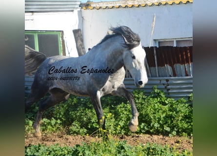 PRE, Hengst, 5 Jahre, 165 cm, Apfelschimmel