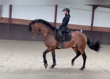 PRE Mix, Hengst, 5 Jahre, 165 cm, Dunkelbrauner