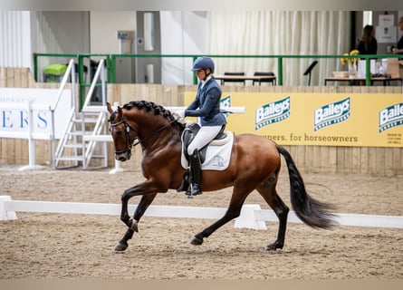 PRE Mix, Hengst, 5 Jahre, 165 cm, Rotbrauner PRE Mix, Hengst, 5 Jahre, 165 cm, Rotbrauner