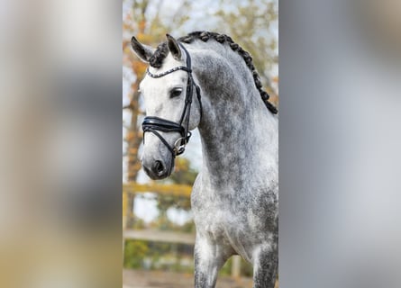 PRE Mix, Hengst, 5 Jahre, 165 cm, Schimmel