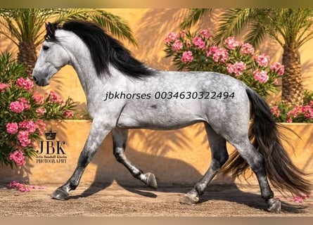 PRE, Hengst, 5 Jahre, 165 cm, Schimmel