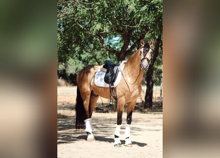 PRE Mix, Hengst, 5 Jahre, 166 cm, Falbe