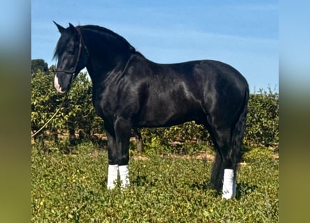 PRE, Hengst, 5 Jahre, 166 cm, Rappe