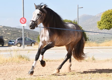 PRE Mix, Hengst, 5 Jahre, 166 cm, Schimmel