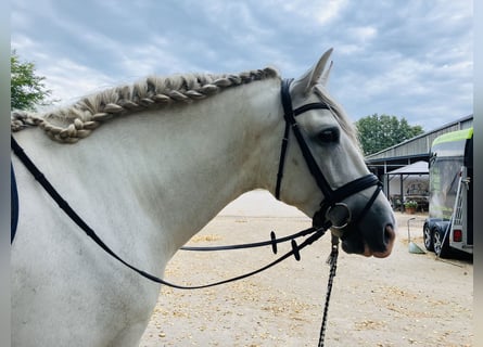 PRE Mix, Hengst, 5 Jahre, 166 cm, Schimmel