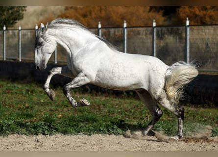 PRE Mix, Hengst, 5 Jahre, 167 cm, Schimmel