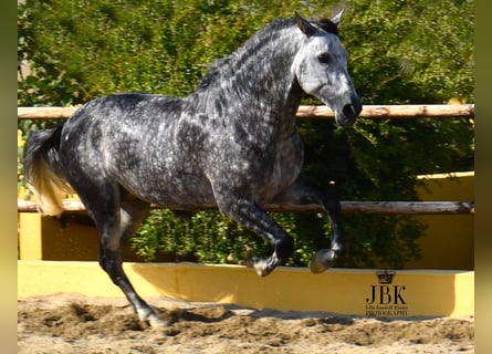 PRE Mix, Hengst, 5 Jahre, 168 cm, Apfelschimmel
