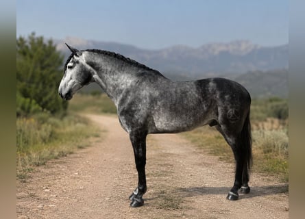 PRE Mix, Hengst, 5 Jahre, 168 cm, Apfelschimmel
