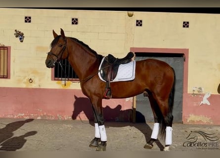 PRE Mix, Hengst, 5 Jahre, 168 cm, Brauner