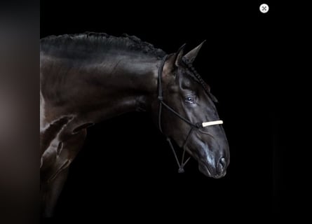 PRE Mix, Hengst, 5 Jahre, 168 cm, Rappe