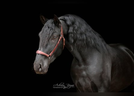 PRE Mix, Hengst, 5 Jahre, 168 cm, Rappe