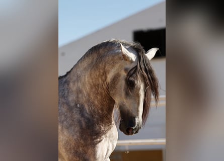 PRE Mix, Hengst, 5 Jahre, 168 cm, Schimmel