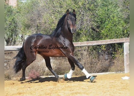 PRE, Hengst, 5 Jahre, 169 cm, Brauner