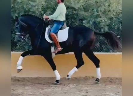 PRE Mix, Hengst, 5 Jahre, 170 cm, Apfelschimmel