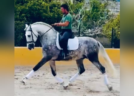 PRE Mix, Hengst, 5 Jahre, 170 cm, Apfelschimmel