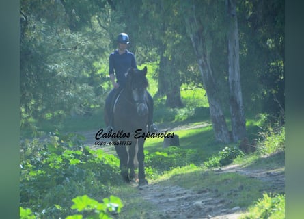 PRE Mix, Hengst, 5 Jahre, 170 cm, Braunfalbschimmel