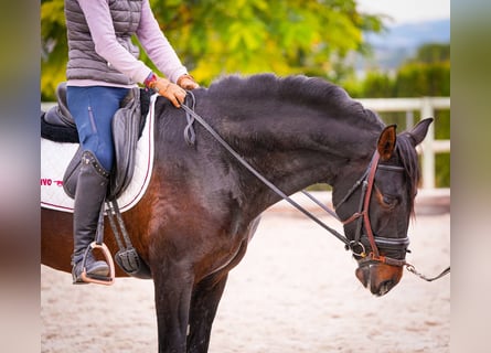 PRE Mix, Hengst, 5 Jahre, 170 cm, Dunkelbrauner