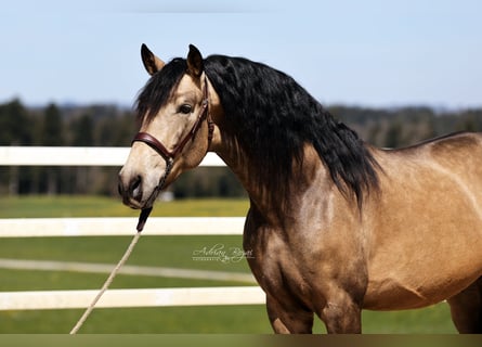 PRE, Hengst, 5 Jahre, 170 cm, Falbe