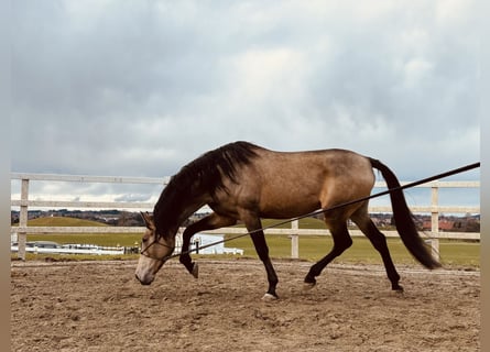 PRE, Hengst, 5 Jahre, 170 cm, Falbe