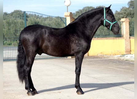 PRE Mix, Hengst, 5 Jahre, 170 cm, Rappe