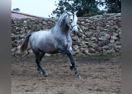 PRE, Hengst, 5 Jahre, 171 cm, Apfelschimmel