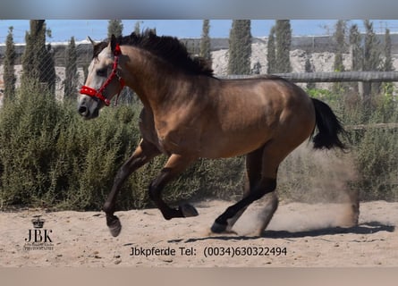 PRE Mix, Hengst, 5 Jahre, 171 cm, Falbe