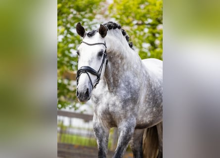 PRE Mix, Hengst, 5 Jahre, 172 cm, Schimmel