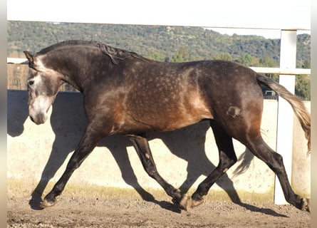 PRE Mix, Hengst, 5 Jahre, 172 cm, Schimmel