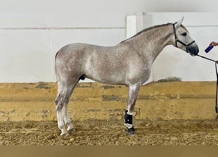 PRE, Hengst, 5 Jahre, 172 cm, Schimmel