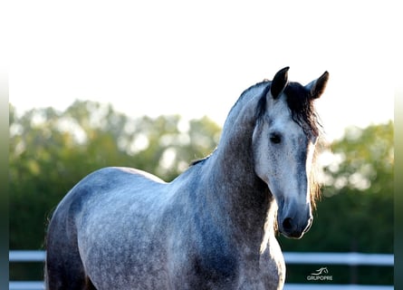 PRE Mix, Hengst, 5 Jahre, 173 cm, Apfelschimmel